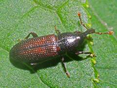 Cossonus linearis
