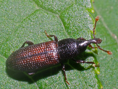 Cossonus linearis
