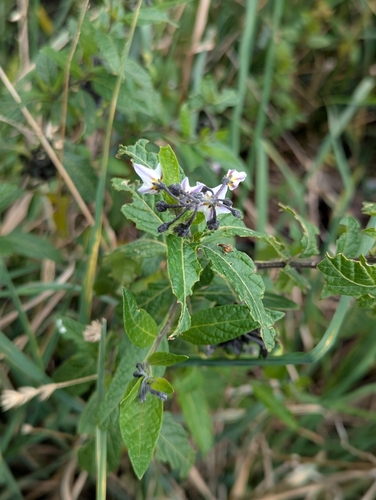 Solanum interandinum, photograph 4