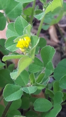 Medicago