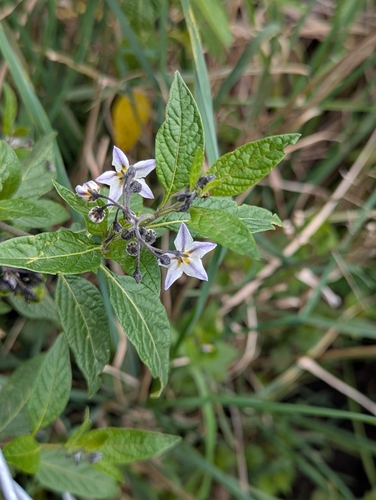 Solanum interandinum, photograph 5