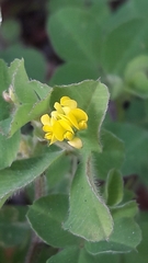 Medicago