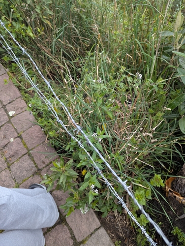 Solanum interandinum, photograph 6
