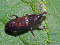 Cossonus linearis