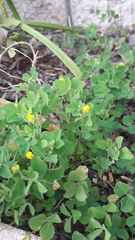Medicago