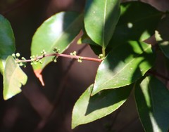 Salacia chinensis