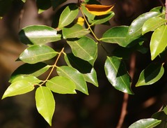 Salacia chinensis