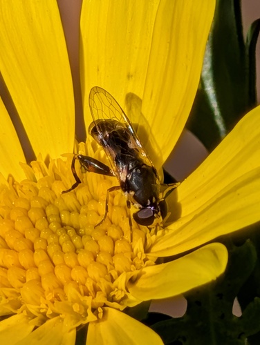 Unknown species found near Corona, CA, USA