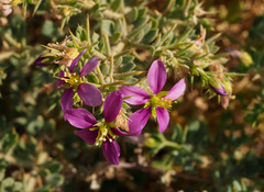Fagonia mollis