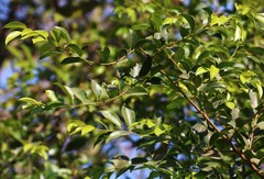 Salacia chinensis