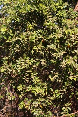 Salacia chinensis