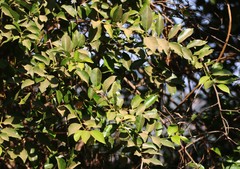 Salacia chinensis