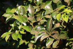 Salacia chinensis