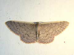 Idaea costaria
