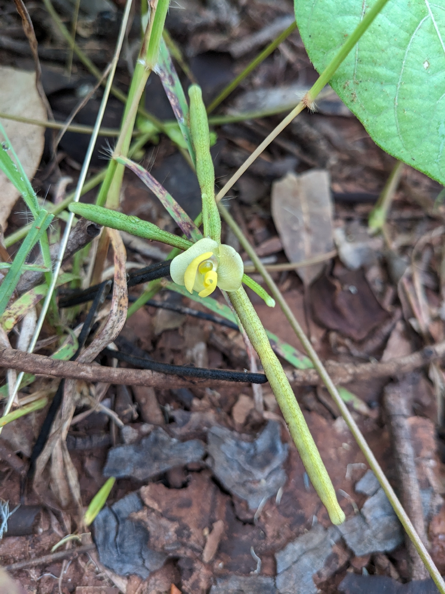 Mung bean
