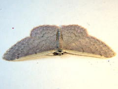 Idaea costaria
