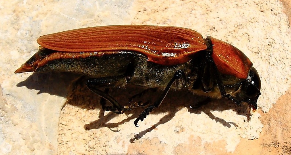 Temognatha heros · iNaturalist