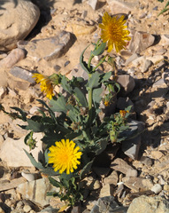 Launaea angustifolia