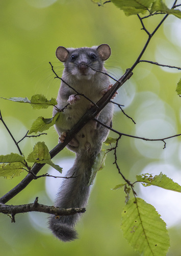 European Fat Dormouse, Alytaus r. sav., Lietuva, photo 4 of 10
