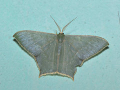Maxates veninotata