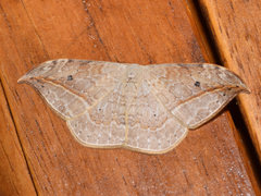 Drepana pallida
