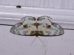 Hypomecis fulvosparsa