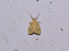 Pseudobarsine bombdilensis