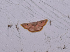 Chrysocraspeda conspicuaria