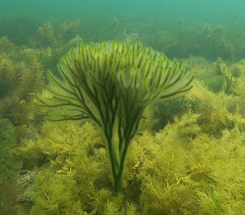 Dead Man's Fingers