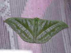 Mixochlora vittata