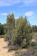 Banksia ornata