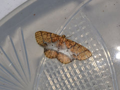 Orthobrachia flavidior