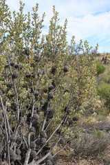 Banksia ornata