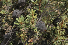 Banksia ornata