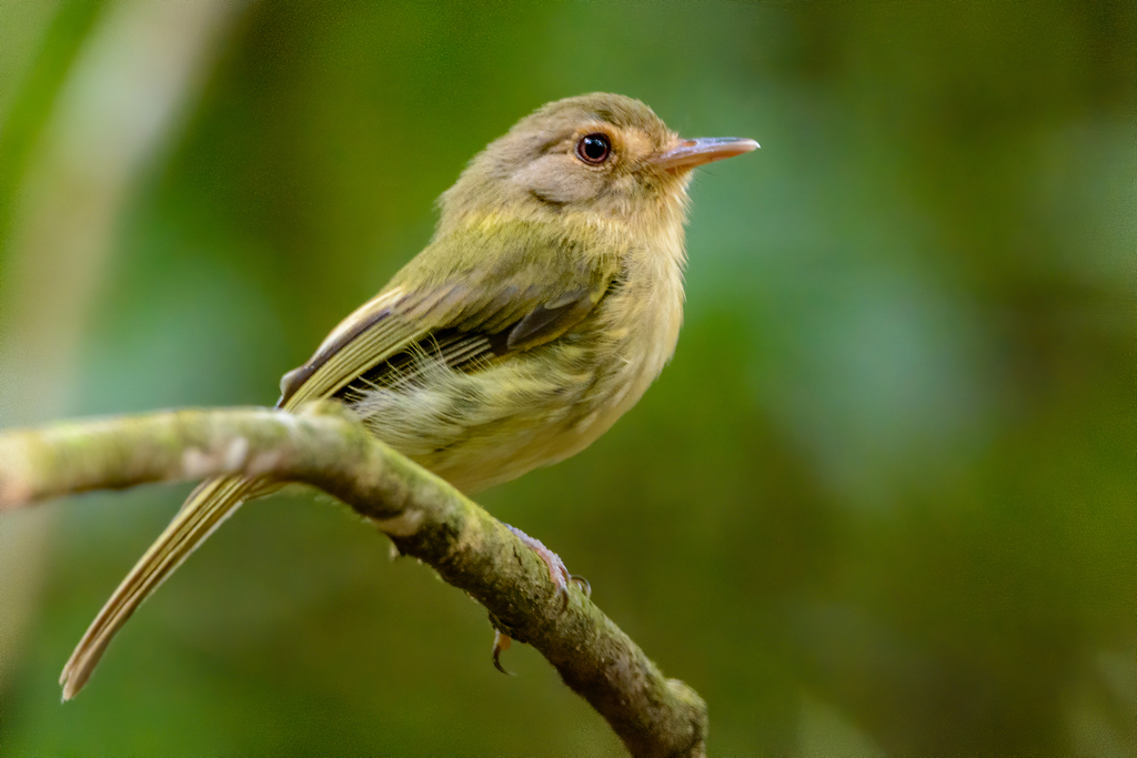 Buff-breasted Tody-Tyrant photo