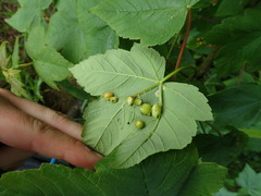 Pediaspis aceris