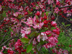 Malus purpurea