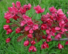 Malus purpurea