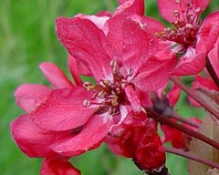 Malus purpurea