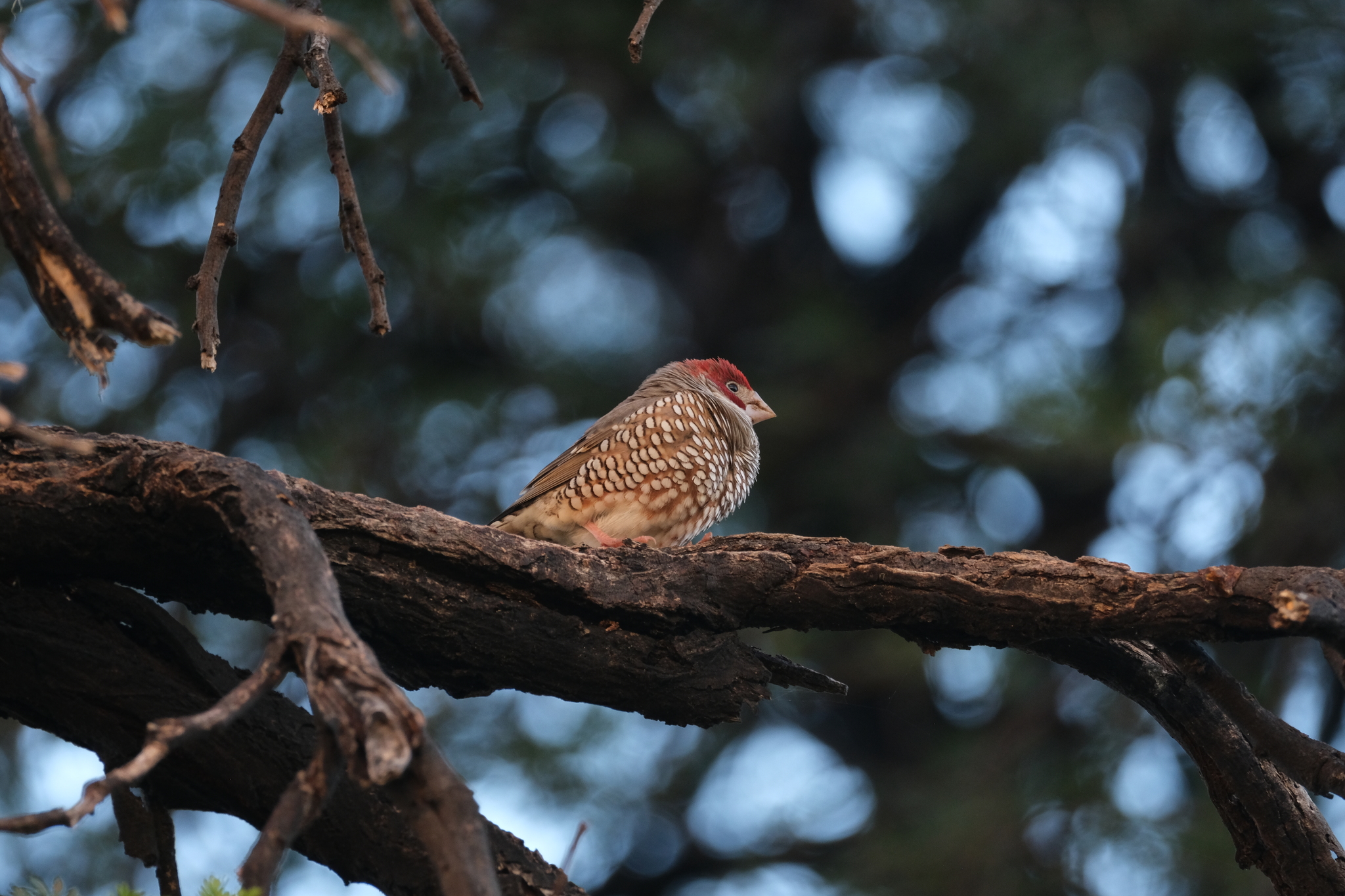 Red-headed Finch (Amadina erythrocephala), photo 3