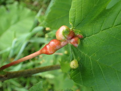 Pediaspis aceris