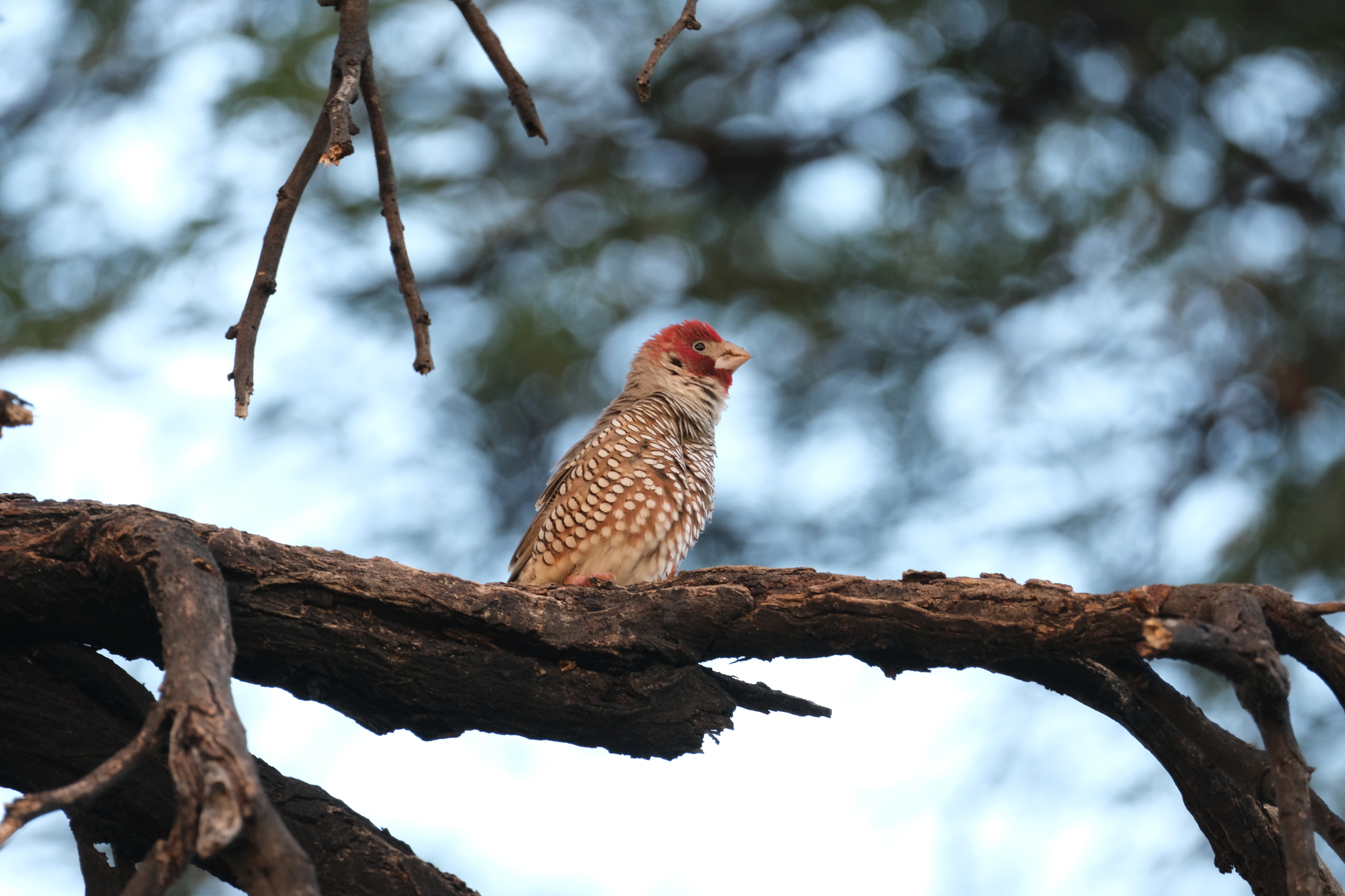 Red-headed Finch (Amadina erythrocephala), photo 4