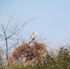 Ardea cinerea