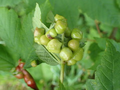 Pediaspis aceris