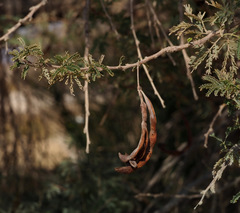 Acacia pachyceras
