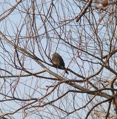 Hypsipetes amaurotis