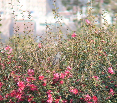 Hypsipetes amaurotis