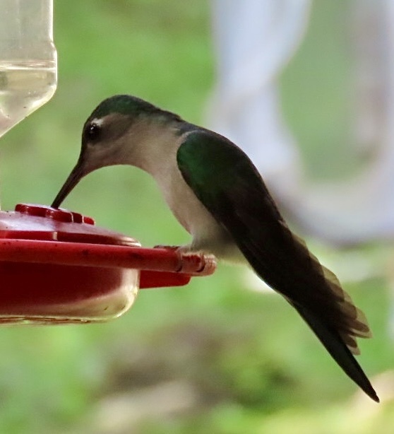 Wedge-tailed Sabrewing (Pampa curvipennis), photo 3
