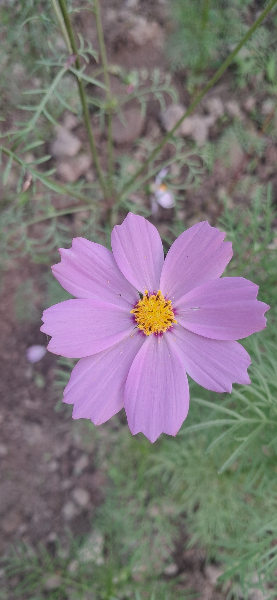 Garden Cosmos (Cosmos bipinnatus)