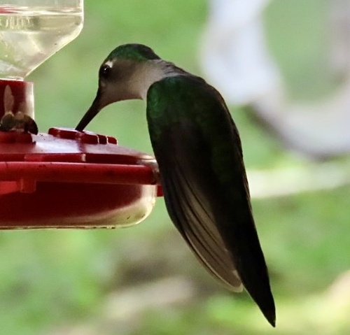 Wedge-tailed Sabrewing (Pampa curvipennis), photo 4